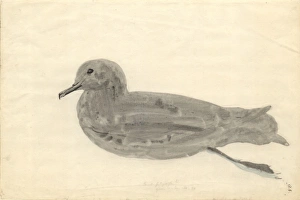 Puffinus griseus, sooty shearwater Puffinus griseus, sooty shearwater