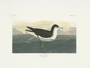 Locomotion Prints: Puffinus lherminieri, Audubons shearwater