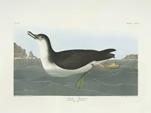 Shearwater Prints: Puffinus puffinus, Manx shearwater