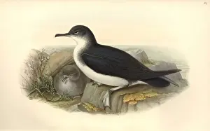 Puffinus puffinus, Manx shearwater