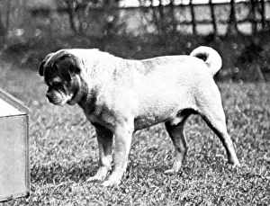 A Pug Dog Print, Late 19th Century. Art Prints, Posters & Puzzles