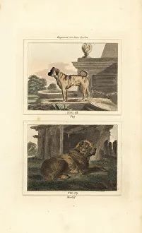 James Smith Barr Prints: Pug and mastiff