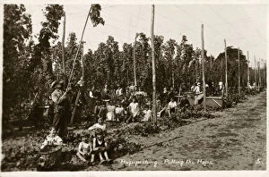 Pickers Gallery: Pulling the Hops - Hop Pickers - West Malling, Kent