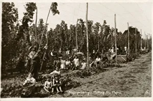 Images Dated 3rd April 2019: Pulling the Hops - Hop Pickers - West Malling, Kent