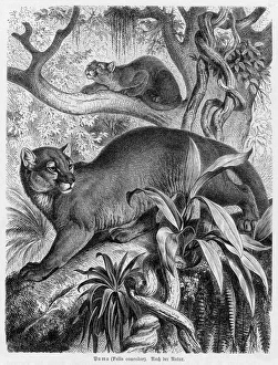 Animals Gallery: PUMA - 2