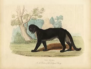 Buffon Collection: The Puma or Cougar, Puma concolor