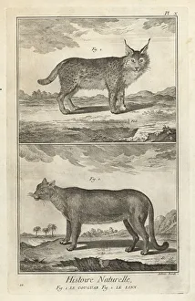 1774 Prints: Puma and Eurasian lynx