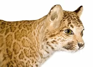 A puma-leopard hybrid