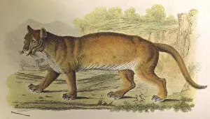 Concolor Prints: Puma / Lydekker C1860