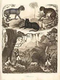 Hoffmann Prints: Puma, ocelot and jaguar