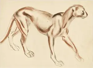 Puma Prints: A Puma - pastel study