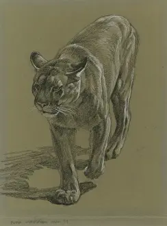 Stalking Prints: Puma stalking forward