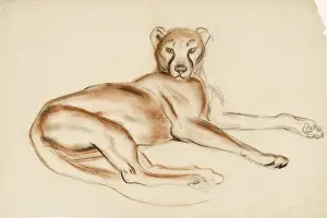 Puma Prints: A Puma - study in pastel