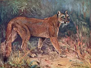 Puma in the Wild