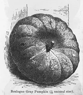 Pumpkin Boulogne Gray