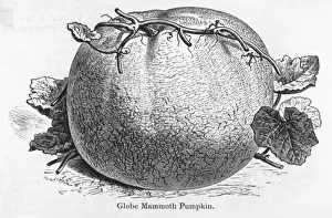 Pumpkin Prints: Pumpkin Globe Mammoth