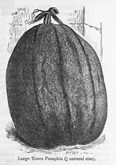Pumpkin Large Tours 19C