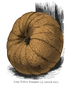 Pumpkin Prints: Pumpkin Long Yellow 19C