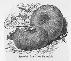 Pumpkin Prints: Pumpkin Spanish Gourd