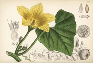 Pumpkin or white gourd, Cucurbita pepo
