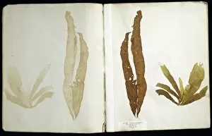 Alga Gallery: Punctaria plantaginea, seaweed