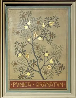 Myrtales Prints: Punica granatum, pomegranate