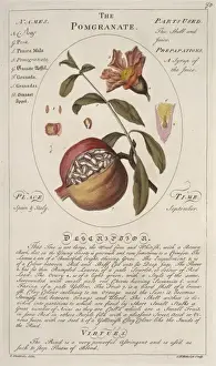 Punica granatum, pomegranate