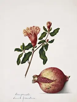 Myrtales Prints: Punica granatuns, pomegranate