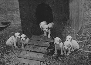 Kennels Prints: Puppies