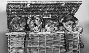 Straps Prints: Four puppies in a basket