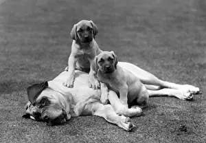 Mastiff Prints: PUPPIES WITH FATHER