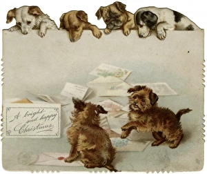 Images Dated 14th November 2011: Puppies with Letters