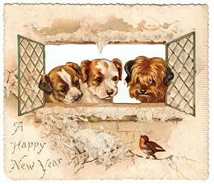 Images Dated 10th December 2015: Three puppies and a robin on a New Year card