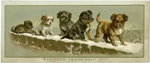 Puppies on a Snowy Wall