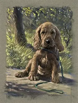 A puppy with a baleful expression