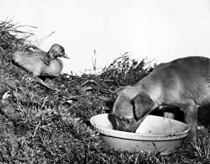 Images Dated 9th January 2017: Puppy and duckling