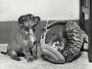 Puppy and kitten with saucer