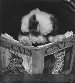 Puppy reading a book about cats