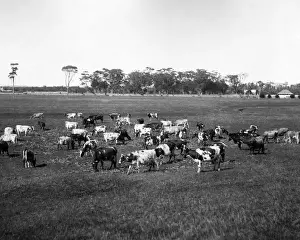 Ayrshire Prints: Purebreed Ayrshire and Jersey Cattle, Australia