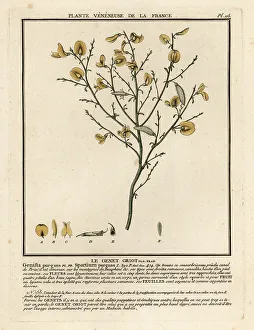 Colour Printing Prints: Purging broom, Cytisus purgans