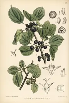 Purging buckthorn, Rhamnus cathartica