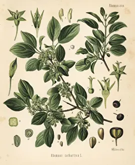 Purging buckthorn, Rhamnus cathartica