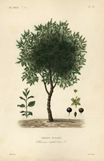 Medicale Collection: Purging buckthorn tree, Rhamnus cathartica