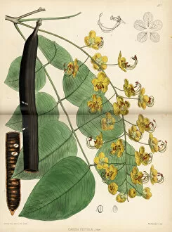 Medicinal Collection: Purging cassia or golden shower tree, Cassia fistula