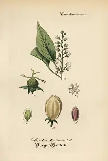 Ayurveda Prints: Purging croton, Croton tiglium