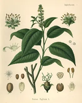 Purging croton, Croton tiglium