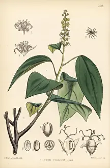 Apothecary Prints: Purging croton, jamalgota or jepal, Croton tiglium