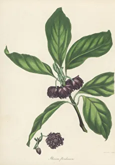 Magazine Of Botany Prints: Purple anise, Illicium floridanum