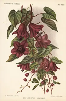 Purple bell vine, Rhodochiton volubile