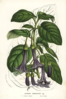 Purple bells, Iochroma warscewiczii
